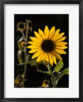 Backlit Sunflower, Santa Fe, New Mexico Fine Art Print