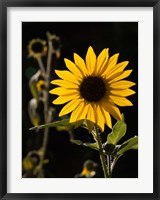 Backlit Sunflower, Santa Fe, New Mexico Fine Art Print