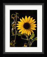 Backlit Sunflower, Santa Fe, New Mexico Fine Art Print