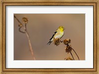 American Goldfinch Feeding On Sunflower Seeds Fine Art Print