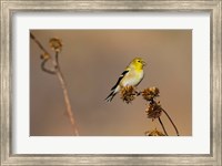 American Goldfinch Feeding On Sunflower Seeds Fine Art Print