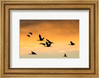 Cranes And Geese Flying, New Mexico Fine Art Print