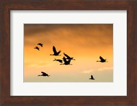 Cranes And Geese Flying, New Mexico Fine Art Print