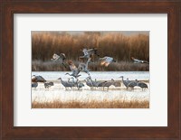 Sandhill Cranes Flying, New Mexico Fine Art Print