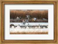 Sandhill Cranes Flying, New Mexico Fine Art Print