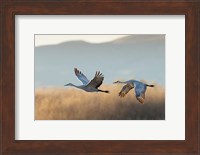 Two Sandhill Cranes Flying, New Mexico Fine Art Print