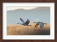 Two Sandhill Cranes Flying, New Mexico Fine Art Print