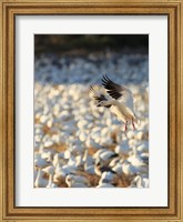 Snow Geese Landing In Corn Fields, New Mexico Fine Art Print
