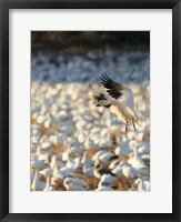Snow Geese Landing In Corn Fields, New Mexico Fine Art Print