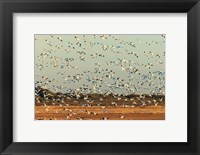 Snow Geese Taking Off From Their Morning Roost, New Mexico Fine Art Print
