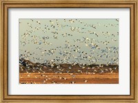 Snow Geese Taking Off From Their Morning Roost, New Mexico Fine Art Print