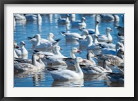 Ross's And Snow Geese In Freshwater Pond, New Mexico Fine Art Print