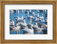Ross's And Snow Geese In Freshwater Pond, New Mexico Fine Art Print