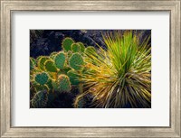 Cactus On Malpais Nature Trail, New Mexico Fine Art Print