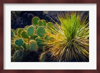 Cactus On Malpais Nature Trail, New Mexico Fine Art Print