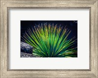 Succulent On Malpais Nature Trail, New Mexico Fine Art Print