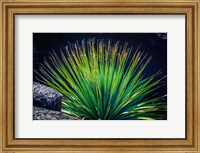 Succulent On Malpais Nature Trail, New Mexico Fine Art Print