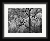 Tree Caught In Dawn's Early Light, North Carolina (BW) Fine Art Print