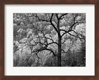 Tree Caught In Dawn's Early Light, North Carolina (BW) Fine Art Print