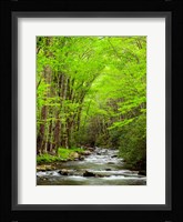 Straight Fork River, North Carolina Fine Art Print