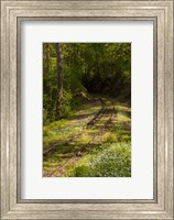 Overgrown Abandoned Rail Line, North Carolina Fine Art Print