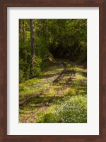 Overgrown Abandoned Rail Line, North Carolina Fine Art Print