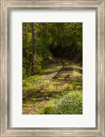 Overgrown Abandoned Rail Line, North Carolina Fine Art Print