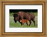 American Bison And Calf Fine Art Print