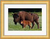 American Bison And Calf Fine Art Print