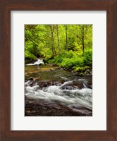 Siuslaw National Forest, Sweet Creek, Oregon Fine Art Print