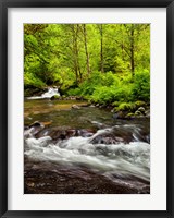 Siuslaw National Forest, Sweet Creek, Oregon Fine Art Print