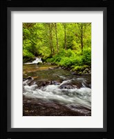 Siuslaw National Forest, Sweet Creek, Oregon Fine Art Print