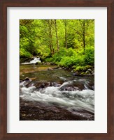 Siuslaw National Forest, Sweet Creek, Oregon Fine Art Print