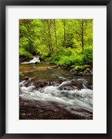 Siuslaw National Forest, Sweet Creek, Oregon Fine Art Print