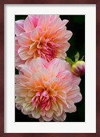 Close-Up Of Pink Dahlia Flowers Fine Art Print