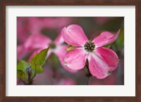 Close-Up Of A Pink Dogwood Blossom Fine Art Print