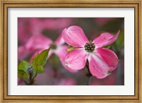 Close-Up Of A Pink Dogwood Blossom Fine Art Print