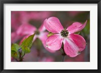 Close-Up Of A Pink Dogwood Blossom Fine Art Print