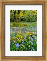 Wildflowers In Camassia Natural Area, Oregon Fine Art Print