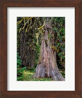 Incense Cedar Tree, Oregon Fine Art Print
