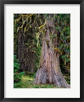 Incense Cedar Tree, Oregon Fine Art Print