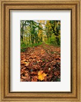 Trail Covered In Maples Leaves, Oregon Fine Art Print