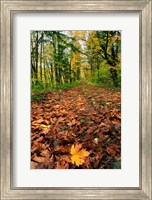 Trail Covered In Maples Leaves, Oregon Fine Art Print