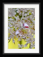 Crab Spider On Wild Carrot Bloom Fine Art Print
