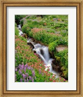 Monkey-Flowers And Lupine Along Elk Cove Creek, Oregon Fine Art Print