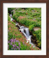 Monkey-Flowers And Lupine Along Elk Cove Creek, Oregon Fine Art Print