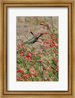 Hummingbird In The Bloom Of A Salvia Flower Fine Art Print