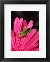 Fork-Tailed Bush Katydid On A Gerbera Flower Fine Art Print