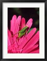 Fork-Tailed Bush Katydid On A Gerbera Flower Fine Art Print