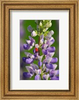 Ladybug On A Lupine Flower Fine Art Print